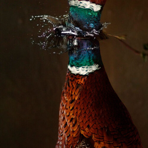 אורי גרשט, סטילס מתוך עבודת הוידאו Falling Bird 2008 | צילום: באדיבות האמן